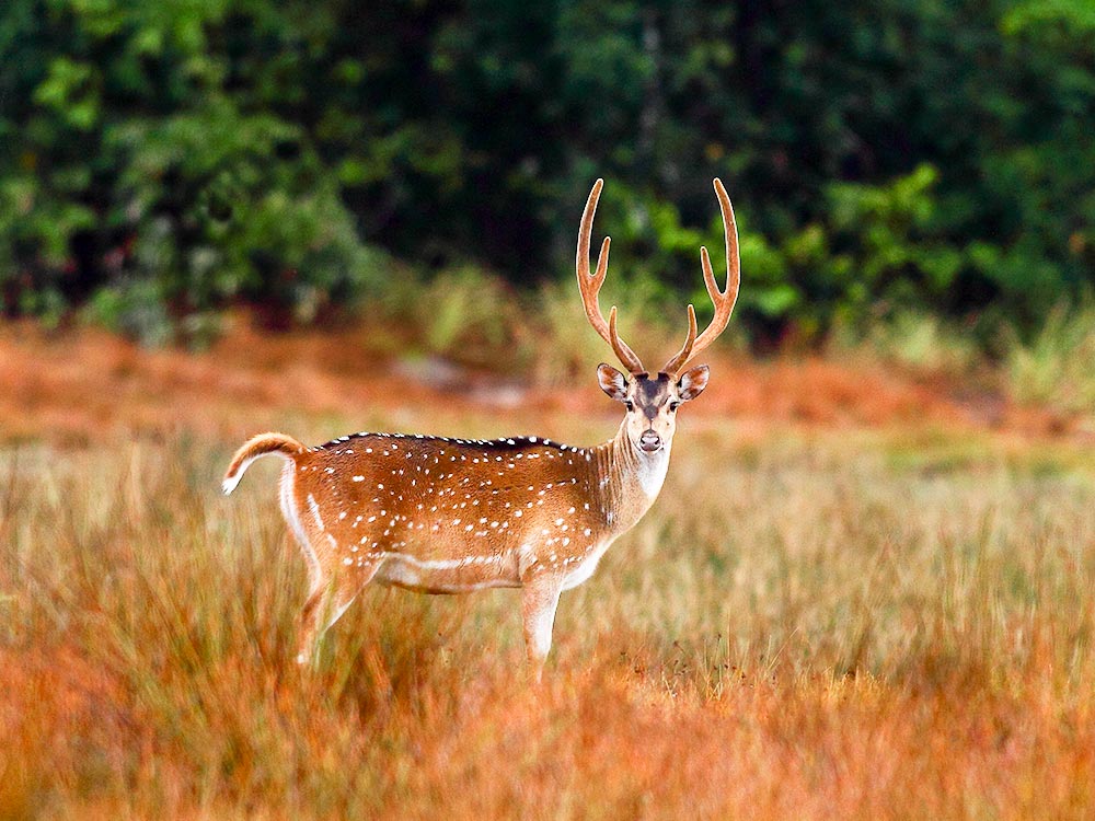 Wildlife Photography Tour